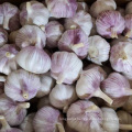5.5 cm Factory normal White Fresh Garlic Price  bulk garlic for sale garlic from China